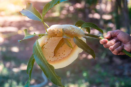 The beekeeper holding the nature honeycomb on a branch of the treeの写真素材