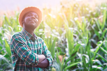 African farmer stands in hopeful thoughts in organic corn fields at sunset.Agriculture or cultivation conceptの写真素材