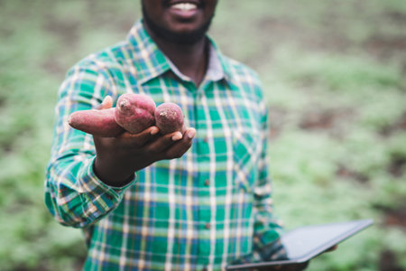 African farmer man holding fresh sweet potato at organic farm with smile and happy.Agriculture or cultivation conceptの写真素材