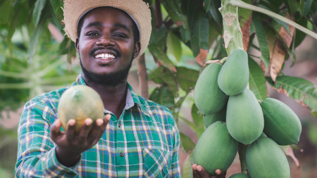African farmer holding papaya at organic farm with smile and happy.Agriculture or cultivation conceptの写真素材