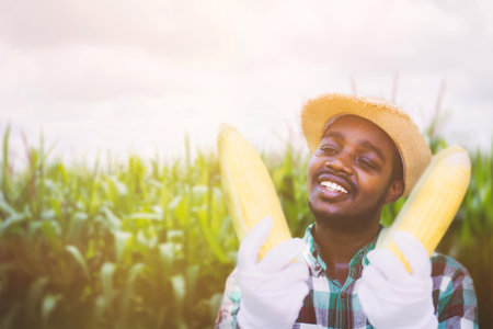 African Farmer with hat stand and holding fresh corn in the organic plantation field.Agriculture or cultivation conceptの写真素材