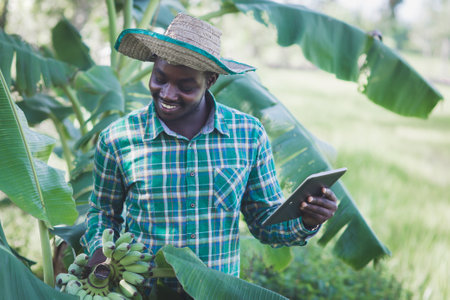 African farmer using tablet for research  about the banabas in organic farm field.Agriculture innovation and cultivation conceptの写真素材