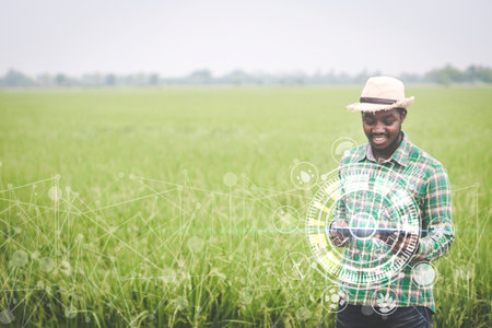 African farmer using tablet for research data of organic rice farm field.Concept of future hologram technology for sustainability, growth or futuristic farmingの写真素材