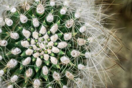 cactus detailsの写真素材