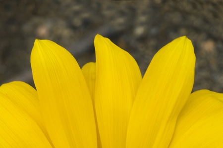 Yellow flowers detailsの写真素材