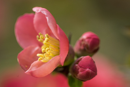 Little red flowerの写真素材