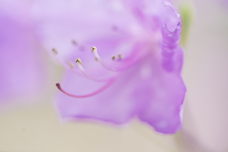Macro shot purple flowerの写真素材