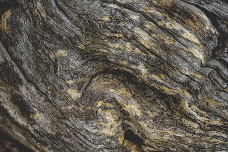 Tree bark textureの写真素材