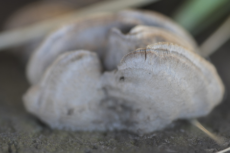 fungiの写真素材