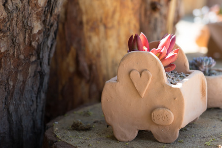 cactus on flower potの写真素材