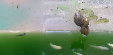 small snail above green water