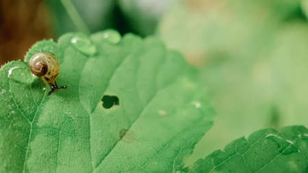 snails moving on the green leaf