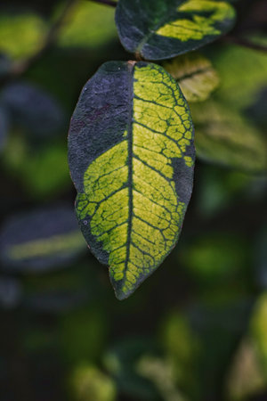 Leaves of a plant on a dark background, close-up