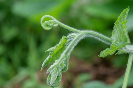 Close up of green leaf of cucumber plant in the garden.