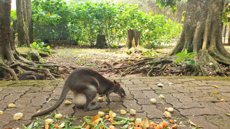 Kangaroo on the ground in the park of bangkok thailandの写真素材