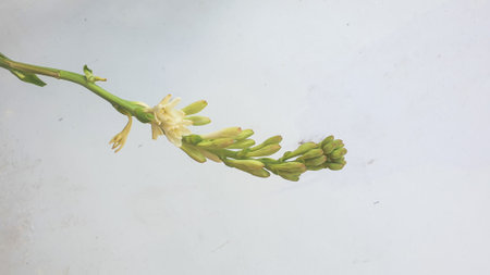 Flower on a white wall. Flower petal backgroundの写真素材