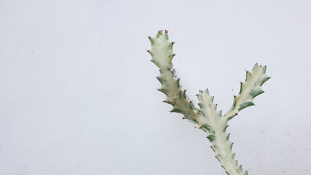 Cactus on a white wall. Cactus backgroundの写真素材
