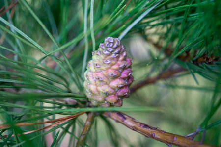 Pine cone on a branch of a pine tree in the forestの写真素材