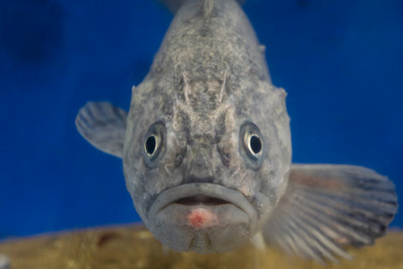 fish face in the aquarium, close-up view.の写真素材