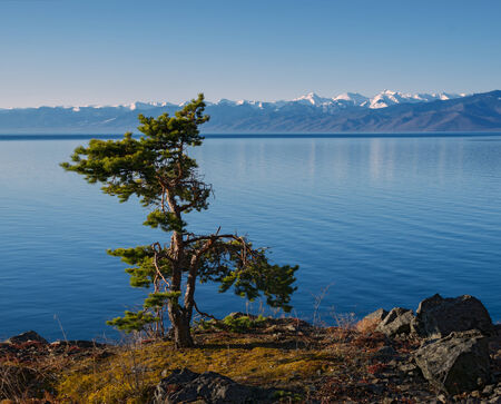 Lonely pine spring in the south of Lake Baikalの写真素材