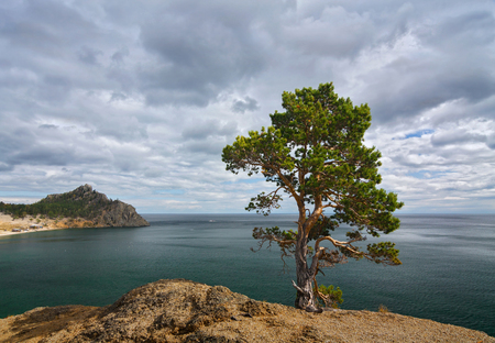 Lonely pine tree on a cliff above the lake Baikalの写真素材