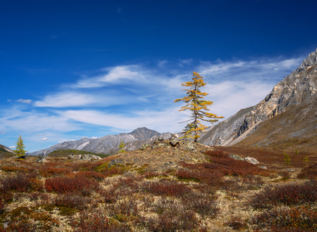 Larch in the mountainsの写真素材