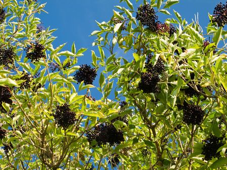 Ripe Sambucus nigra, elder, elderberry on bush in autumn