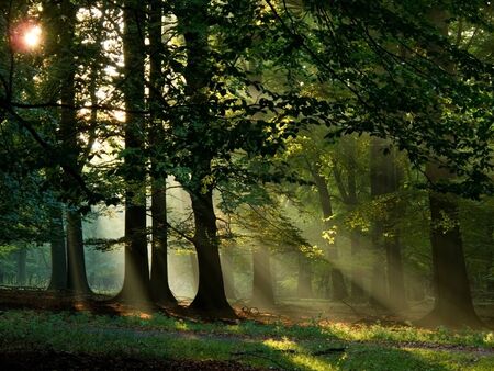 beech forest with fog and warm sunshine in autumn, fallの写真素材