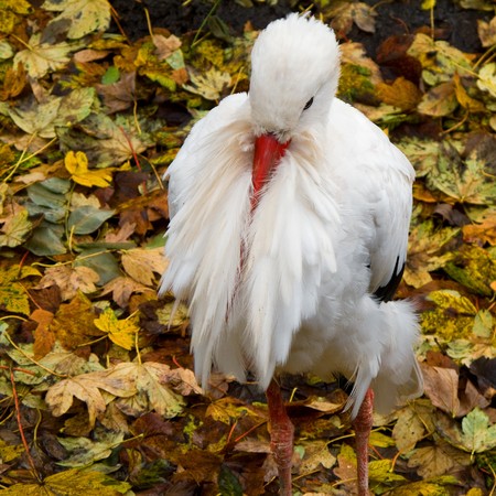 White stork resting, Ciconia ciconia seen from above with colored leaves in backgroundの写真素材