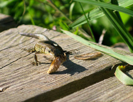 common wall lizard, Podarcis muralis, in the sun eating a butterflyの写真素材