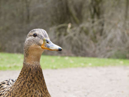 female mallard duck - Anas platyrhynchos in spring on land の写真素材