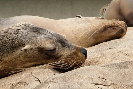 australian sea lion or seal sleeping on rocksの写真素材