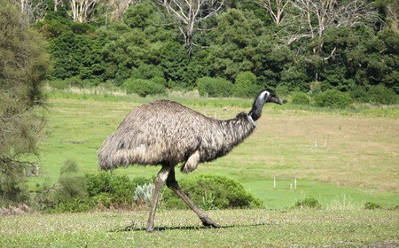 Emu, Dromaius novaehollandiae, in its natural habitat in Australiaの写真素材