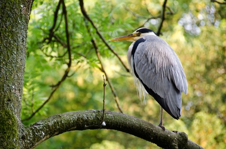 Grey heron, Ardea cinerea sitting on a treeの写真素材