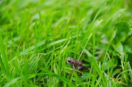 freshly metamorphosed common toad, Bufo bufo, in grassの写真素材