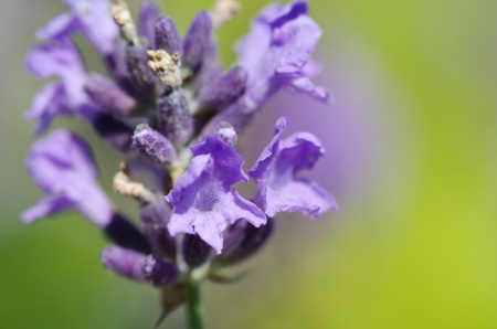 Closeup of lavender flowers, Lavandula angustifolia, in front of green backgroundの写真素材