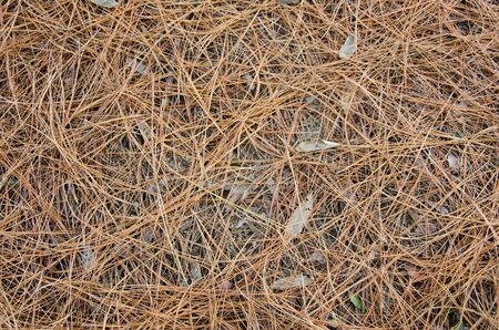 brown pine needle background pattern of forest floorの写真素材