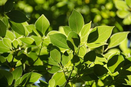 Perfect green leaves with white edges in backlight, background textureの写真素材