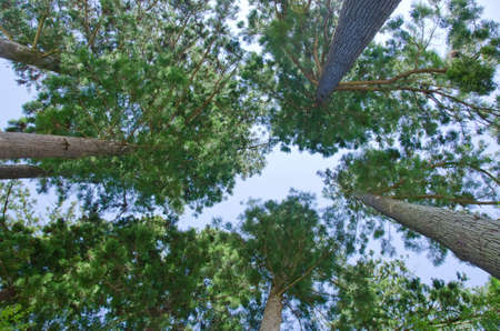 Pine tree forest tree tops seen from belowの写真素材
