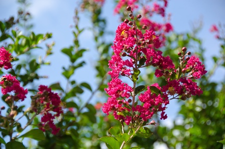 Closeup of the red flowers of Lagerstroemia indica Crape myrtle or Crepe myrtle in September in...