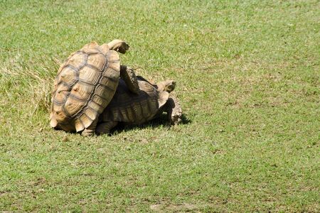 African spurred tortoise, Geochelone sulcata, a african giant turtoise, matingの写真素材