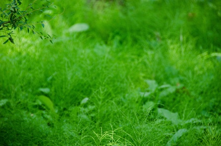 Natural green background composed of Equisetum (horse tail) in the understory of a forestの写真素材