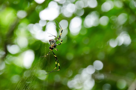 Female of a Golden silk orb-weaver, Nephila clavata on its net の写真素材