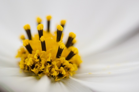 Close-up of the stamen of a white cosmos flower, Cosmos bipinnatusの写真素材
