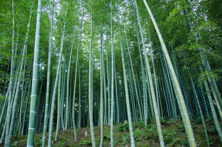 Background of a green japanese bamboo forest seen from the sideの写真素材
