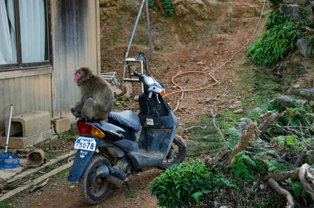 Japanese macaque, Macaca fuscata, sitting on a motor scooter in japanのeditorial素材