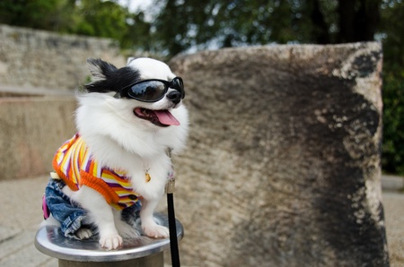 Cool dog with clothes and sunglasses in Japanの写真素材