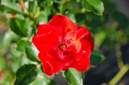 Detail of a red wild rose in daylightの写真素材