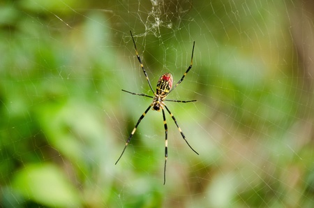 Female of a Golden silk orb-weaver spider, Nephila clavata on its net の写真素材