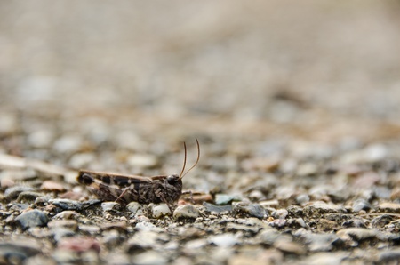 Brown grasshopper on gravel background very well camouflagedの写真素材